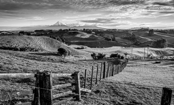 Simon Raine, Leading Lines Taranaki 2020