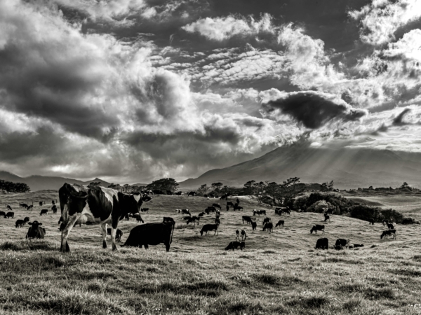 Simon Raine, Out to Pasture, South Taranaki 2024